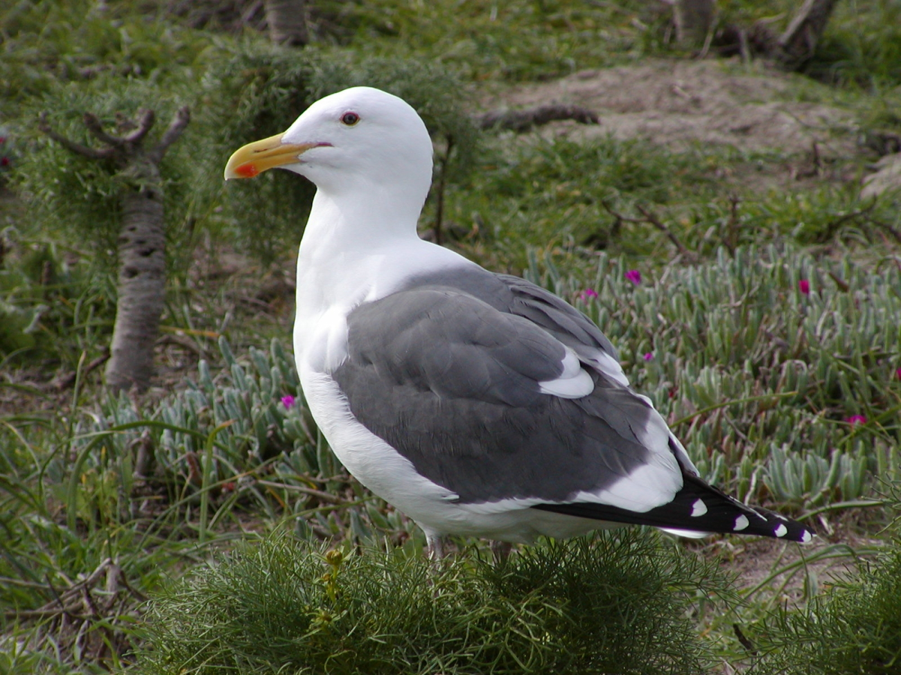 A Western Gull (Larus occidentalis) sits among the coreopsis on Anacapa Island