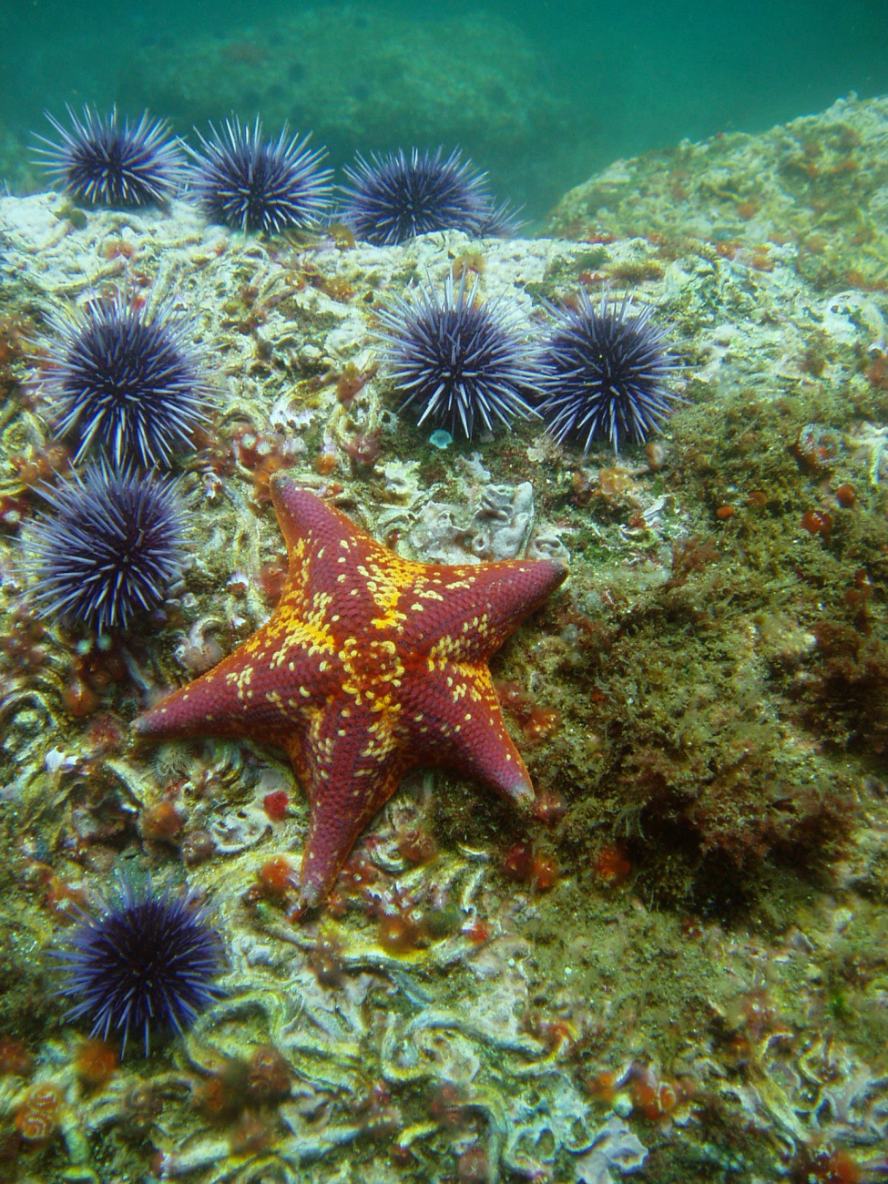 Bat star (Asterina miniata) and purple urchins (Strongylocentrotus purpuratus)