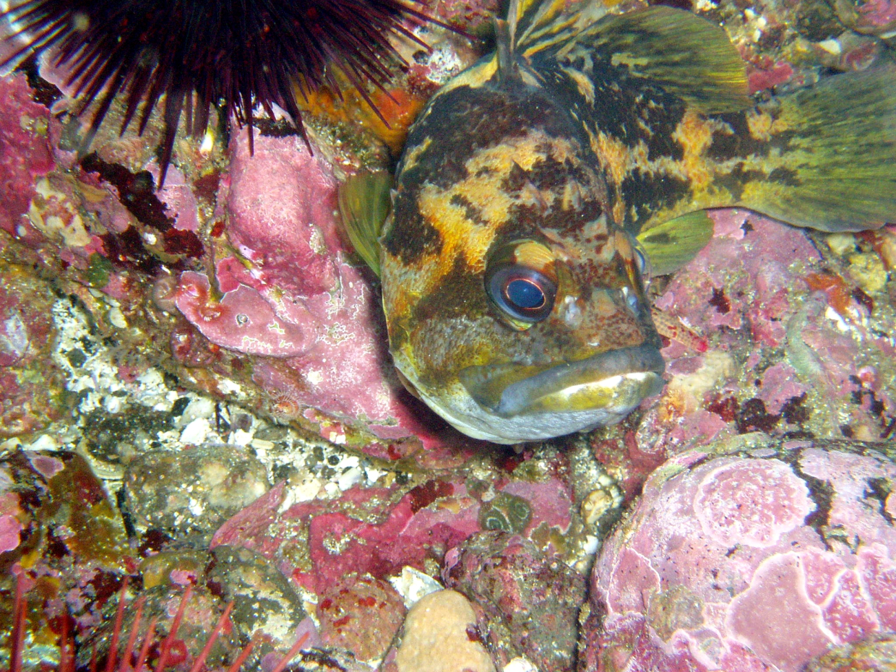 Black and yellow rockfish  (Sebastes chrysomelas)
