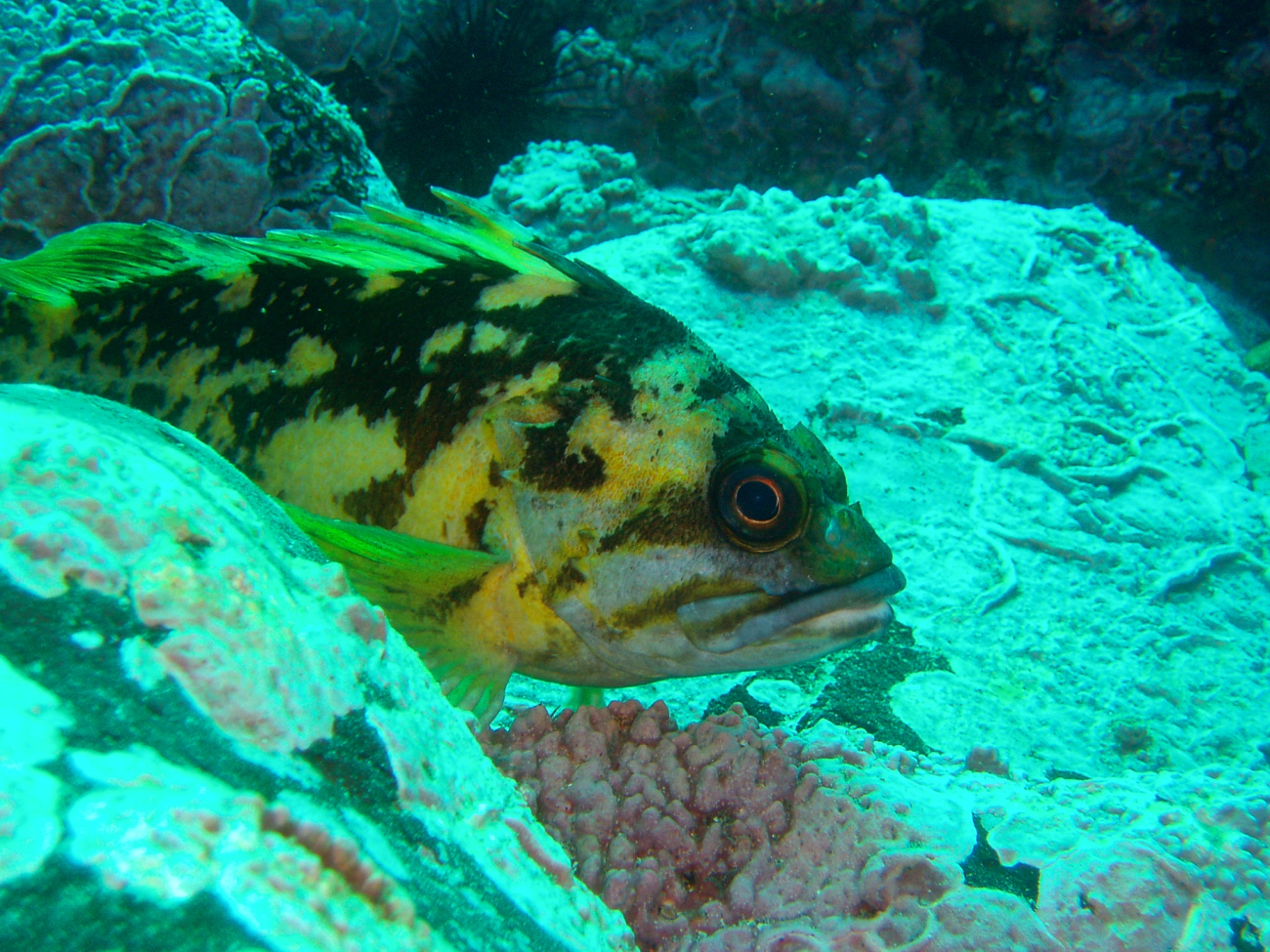 Black and yellow rockfish  (Sebastes chrysomelas)