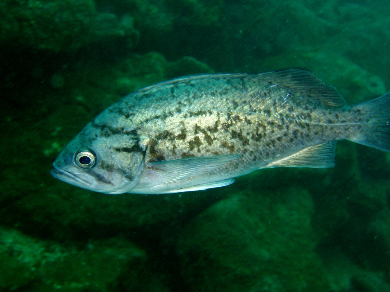 Blue rockfish  (Sebastes mystinus)