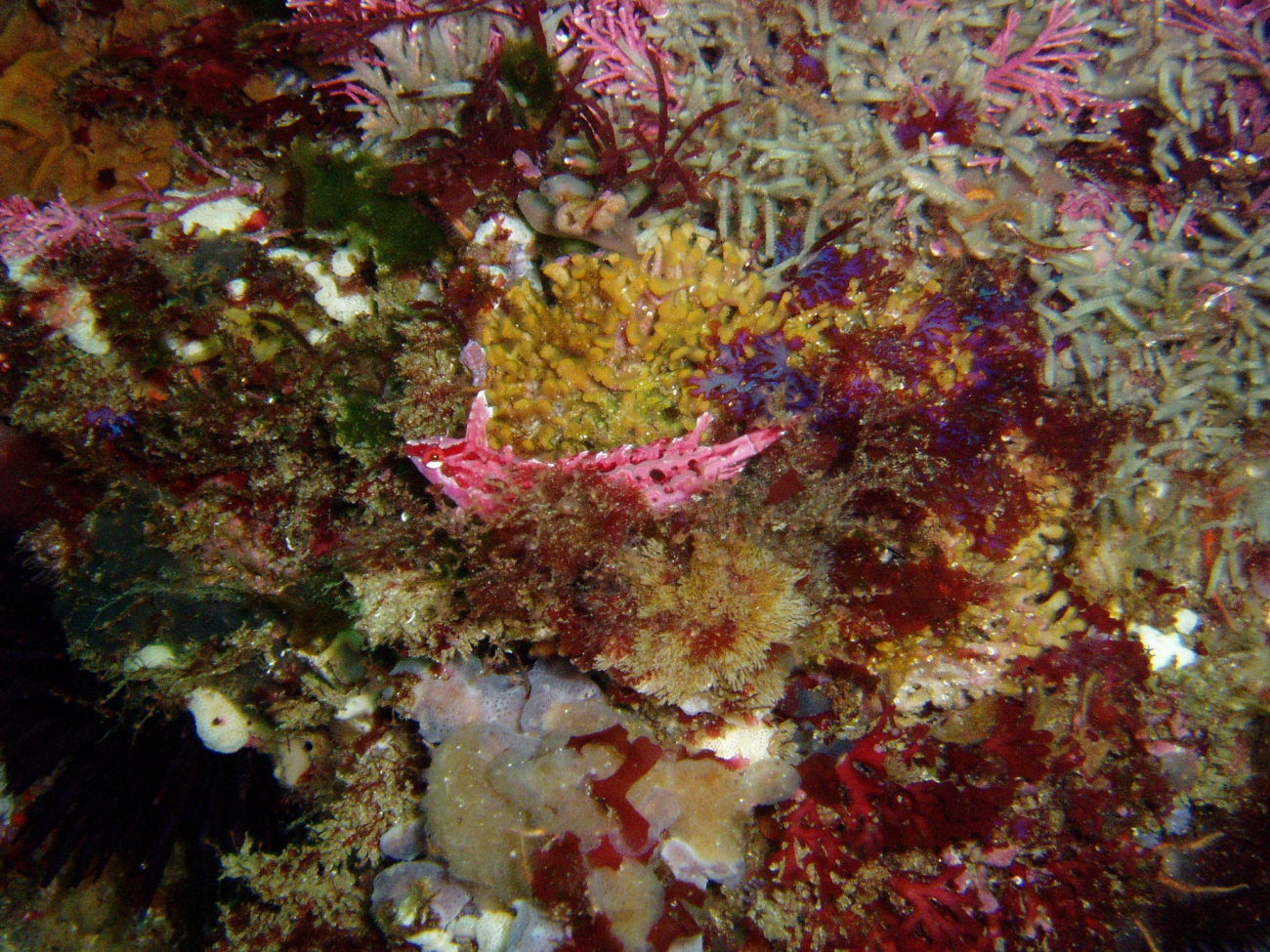 Crevice kelpfish (Gibbonsia montereyensis)