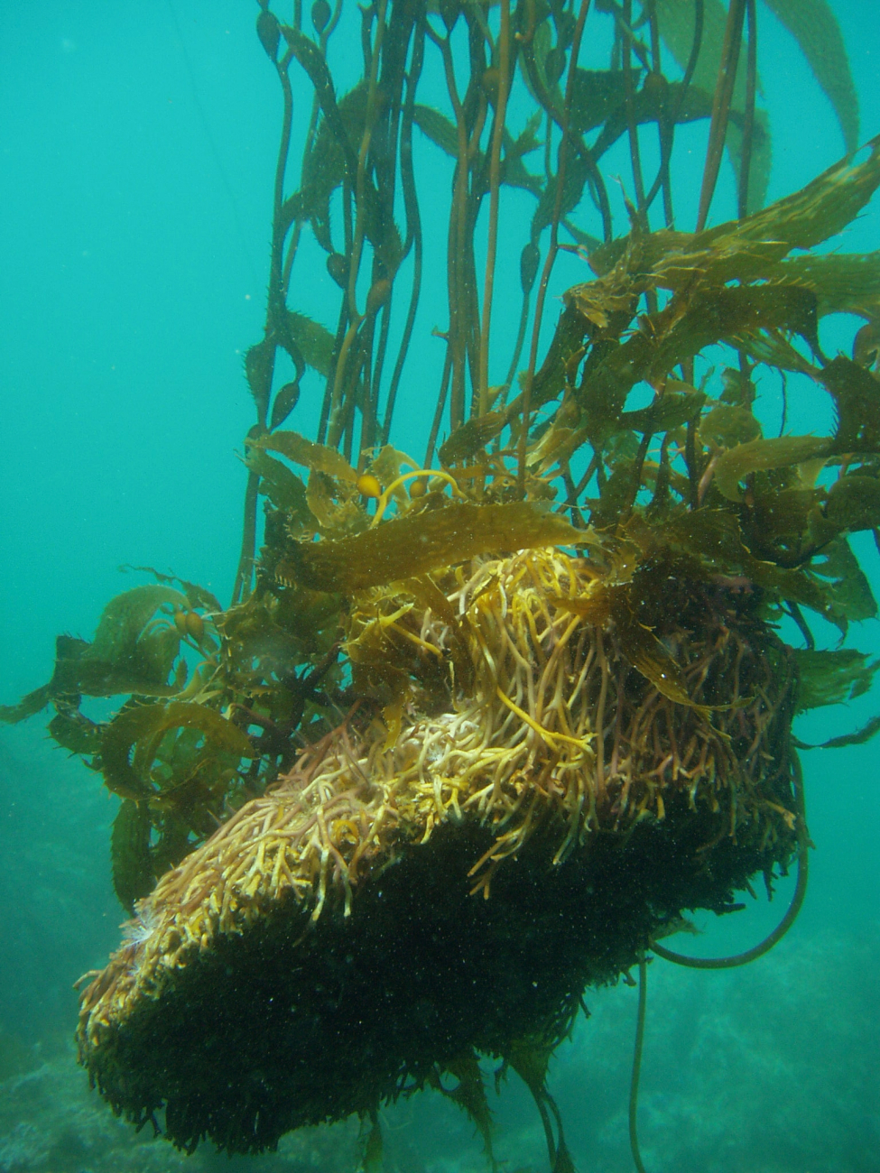 Giant kelp (Macrocystis pyrifera) holdfast torn from the bottom by a storm