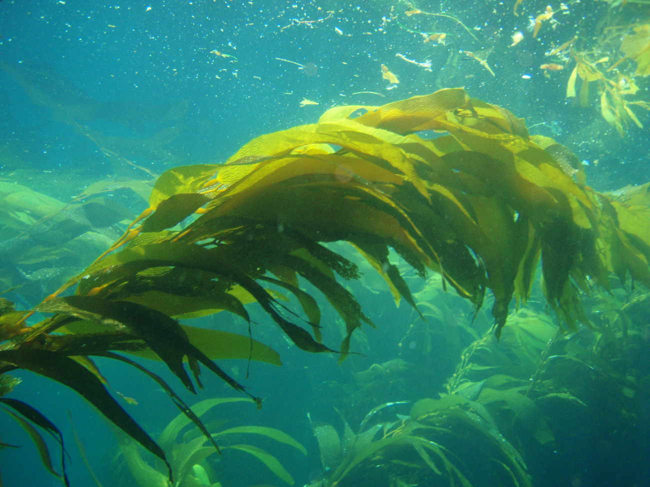 Giant kelp (Macrocystis pyrifera)
