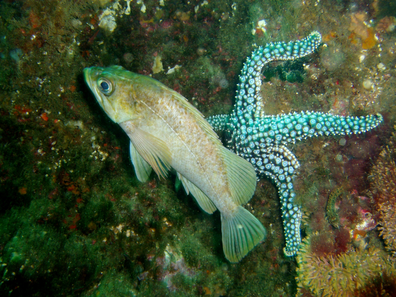 Kelp rockfish  (Sebastes atrovirens)