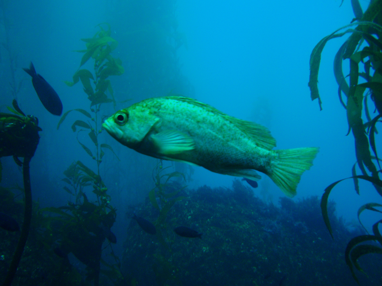 Kelp rockfish  (Sebastes atrovirens)