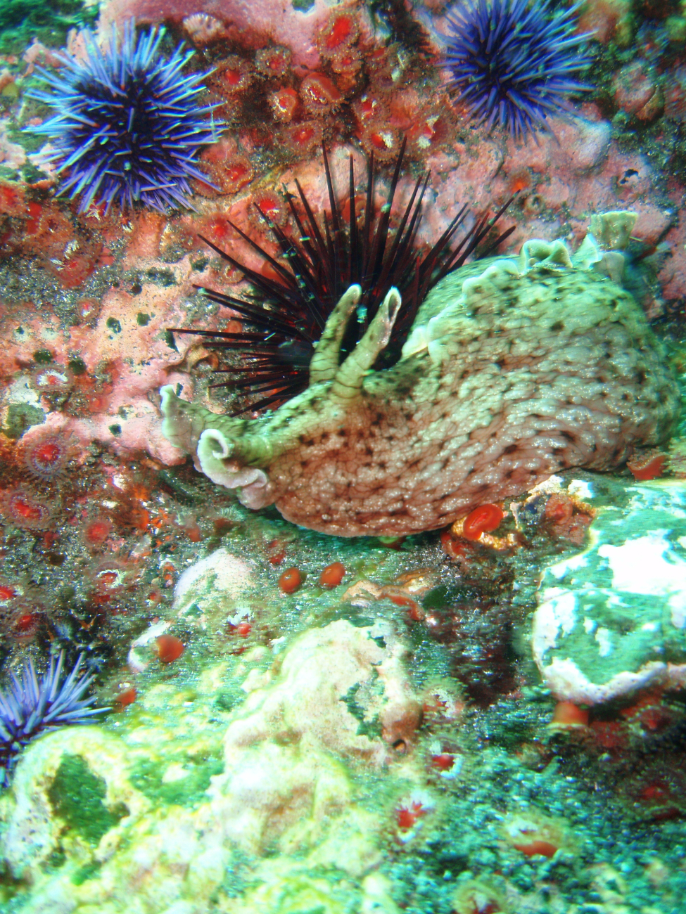A California sea hare (a type of sea slug) (Aplysia californica) with purplesea urchins  (Strongylocentrotus purpuratus)