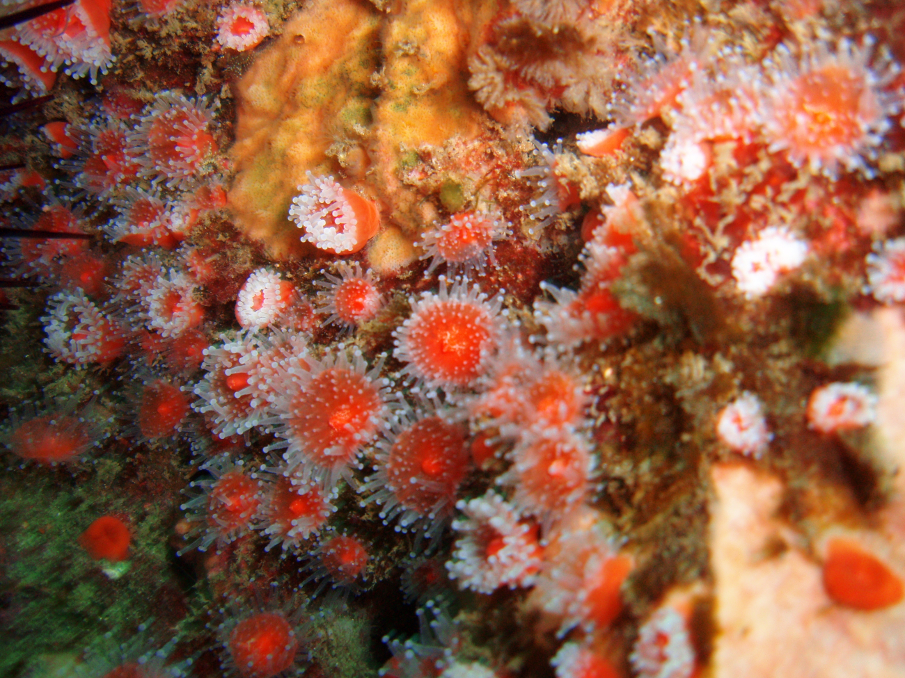 Strawberry anemone (Corynactis californica)