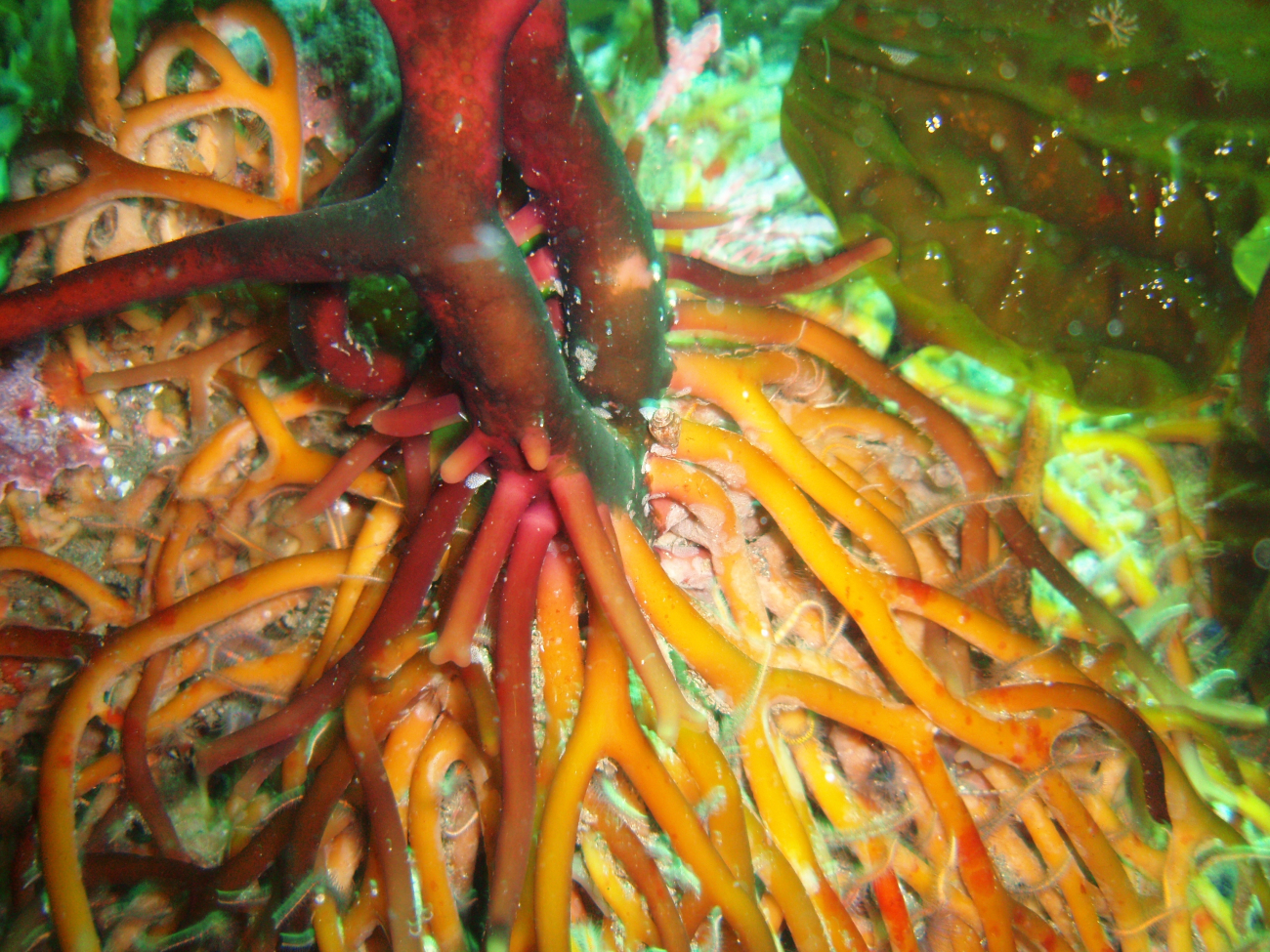 A kelp holdfast