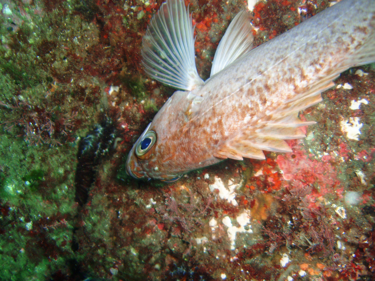 Green-spotted rockfish? (Sebastes chlorostictus?)