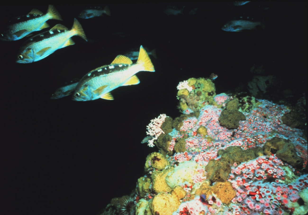 Yellowtail rockfish