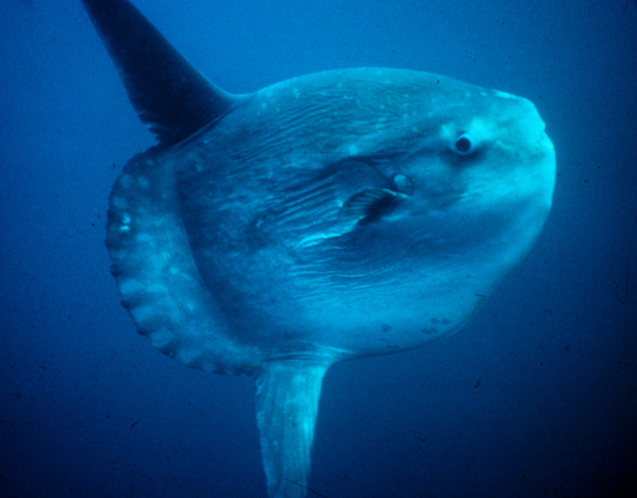 An ocean sunfish or mola mola