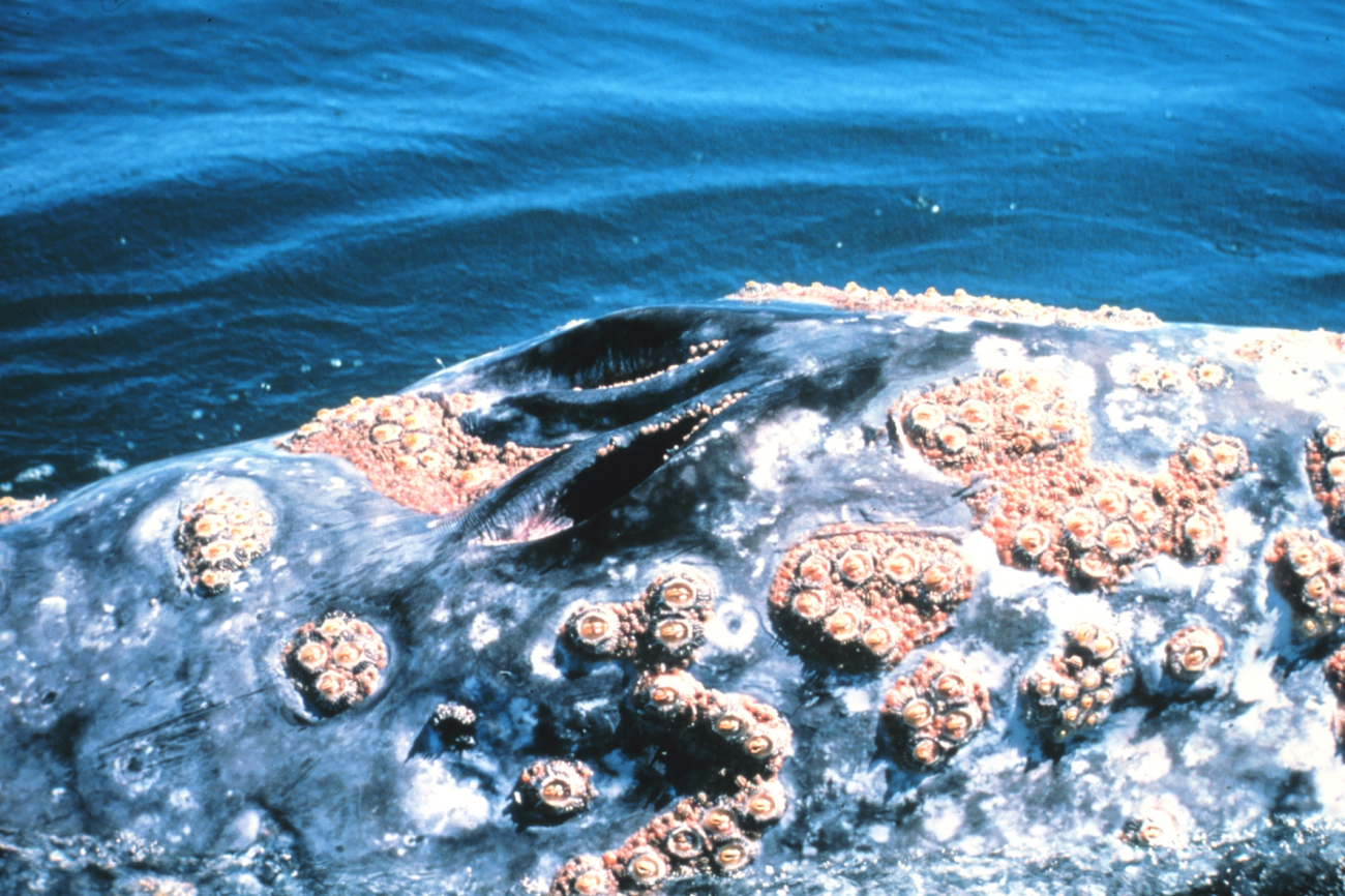 Closeup of a gray whale blowhole showing large assemblage of barnacles
