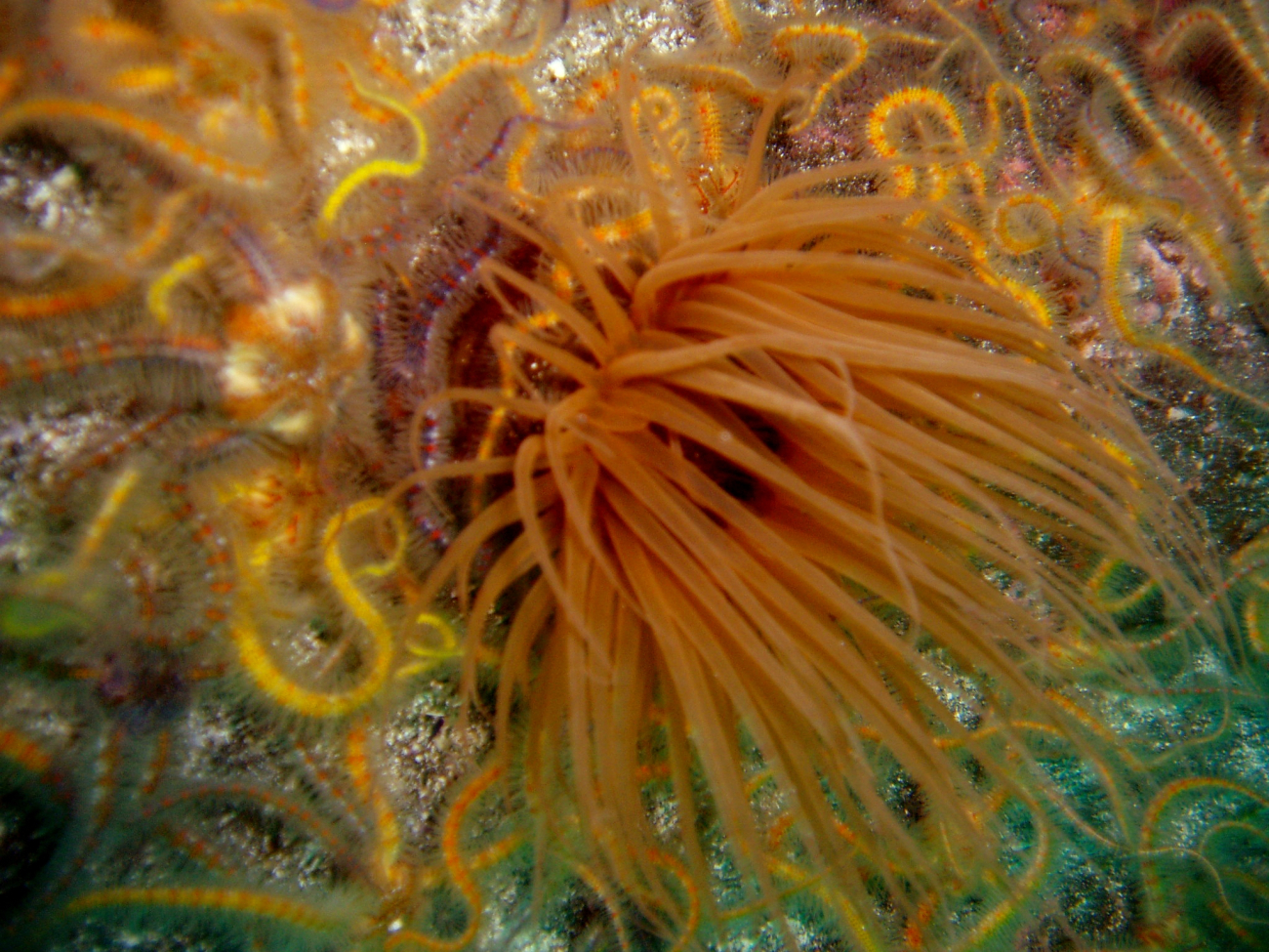 Tube dwelling anemone (Pachycerianthus fimbriatus) and a mass of brittle stars