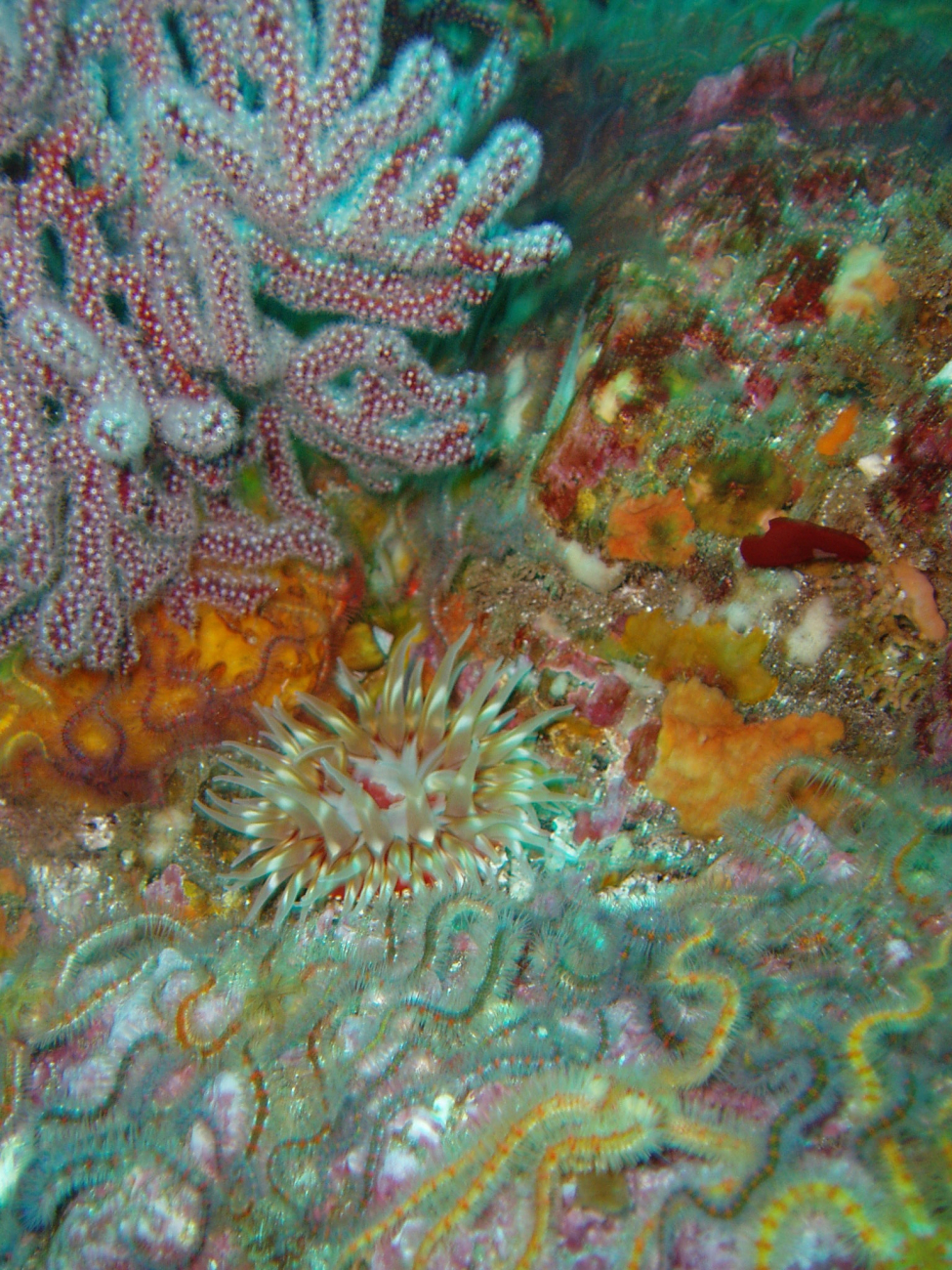 Fragile brittle stars, red gorgonian coral and sea anemone