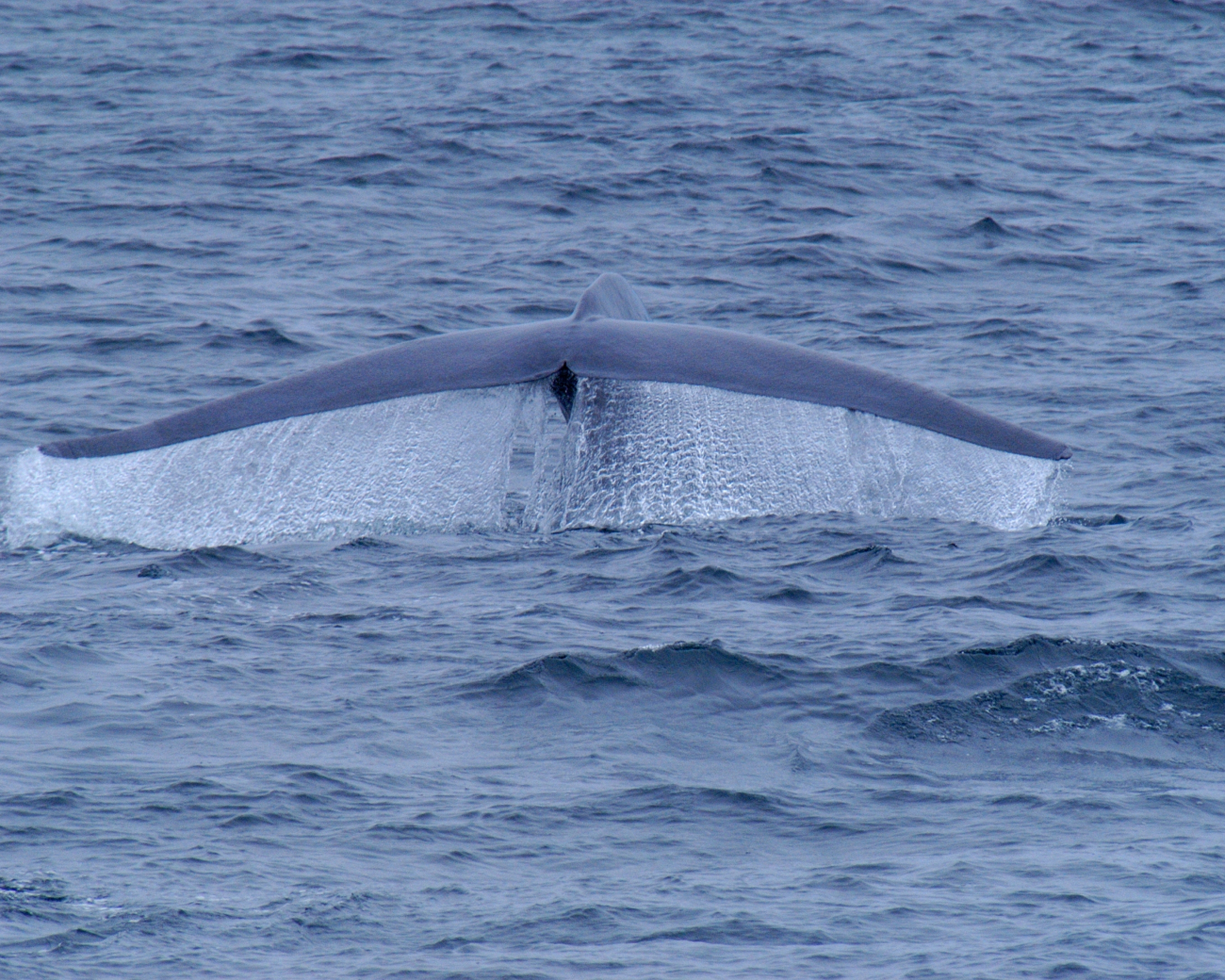 Tail of blue whale as it dives
