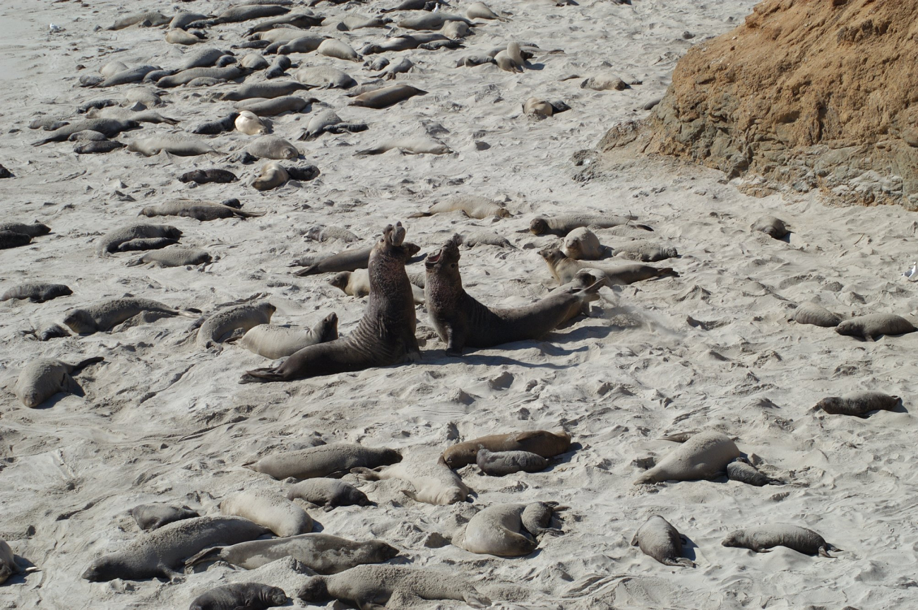 Two male elephant seals fighting on the beach at San Miguel Island