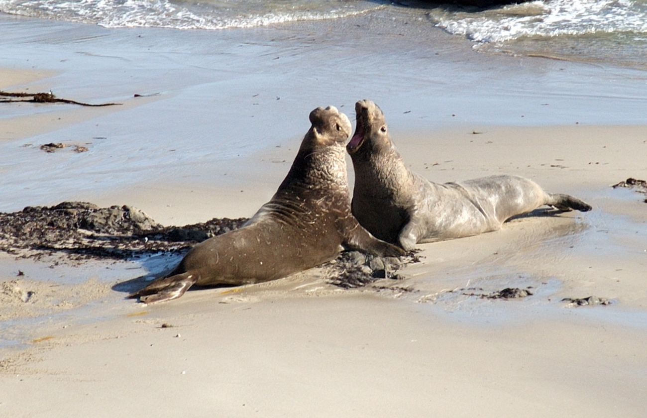 Two male elephant seals fighting on the beach at San Miguel Island