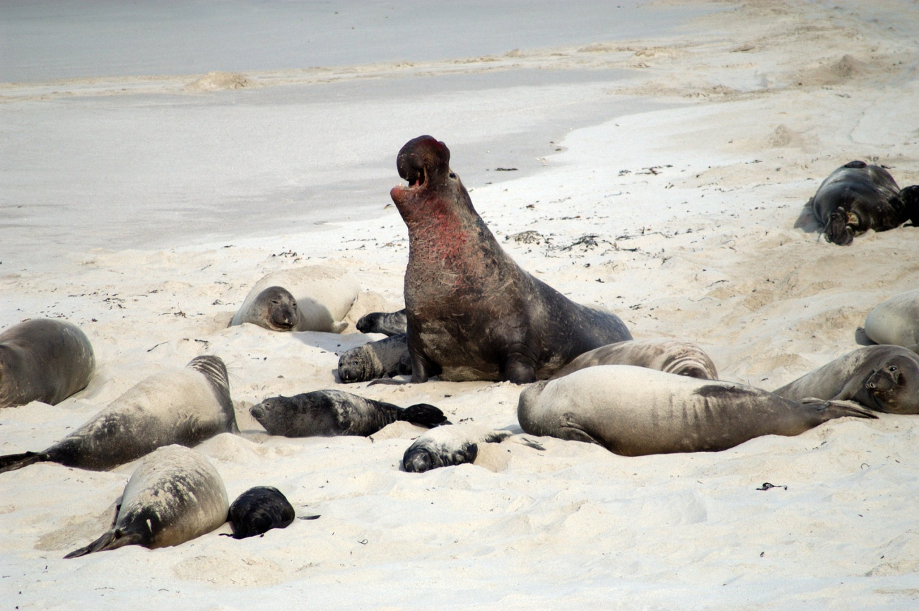 A bloodied male elephant seal guarding his harem from encroachment from othermales