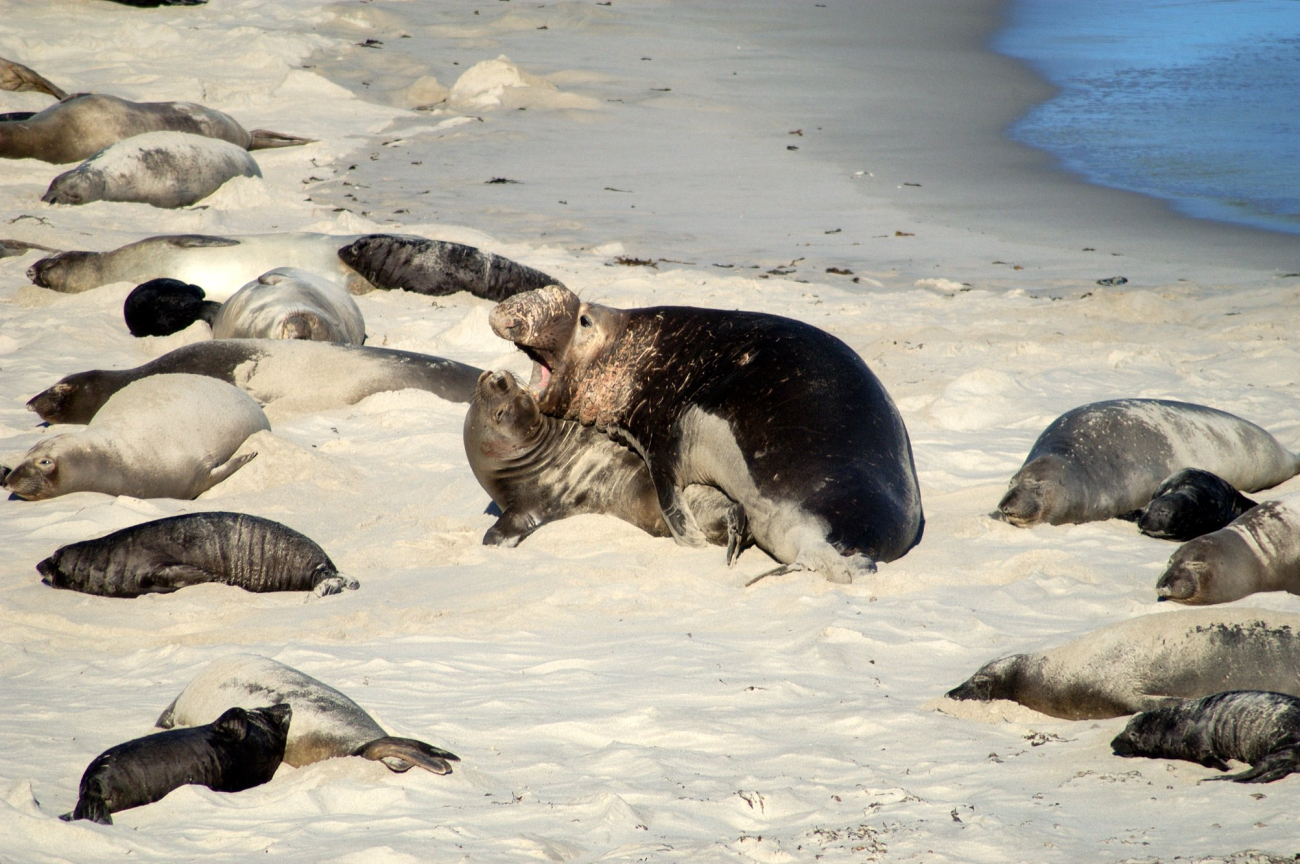 Mating elephant seals on the beach at San Miguel Island