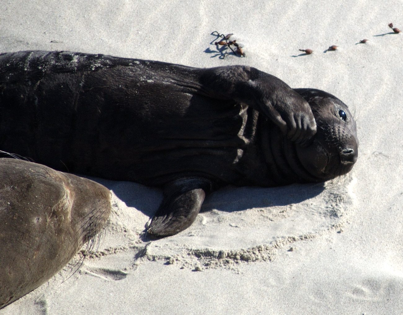 An elephant seal pup sleeping on the beach at Active Point, San Miguel Island