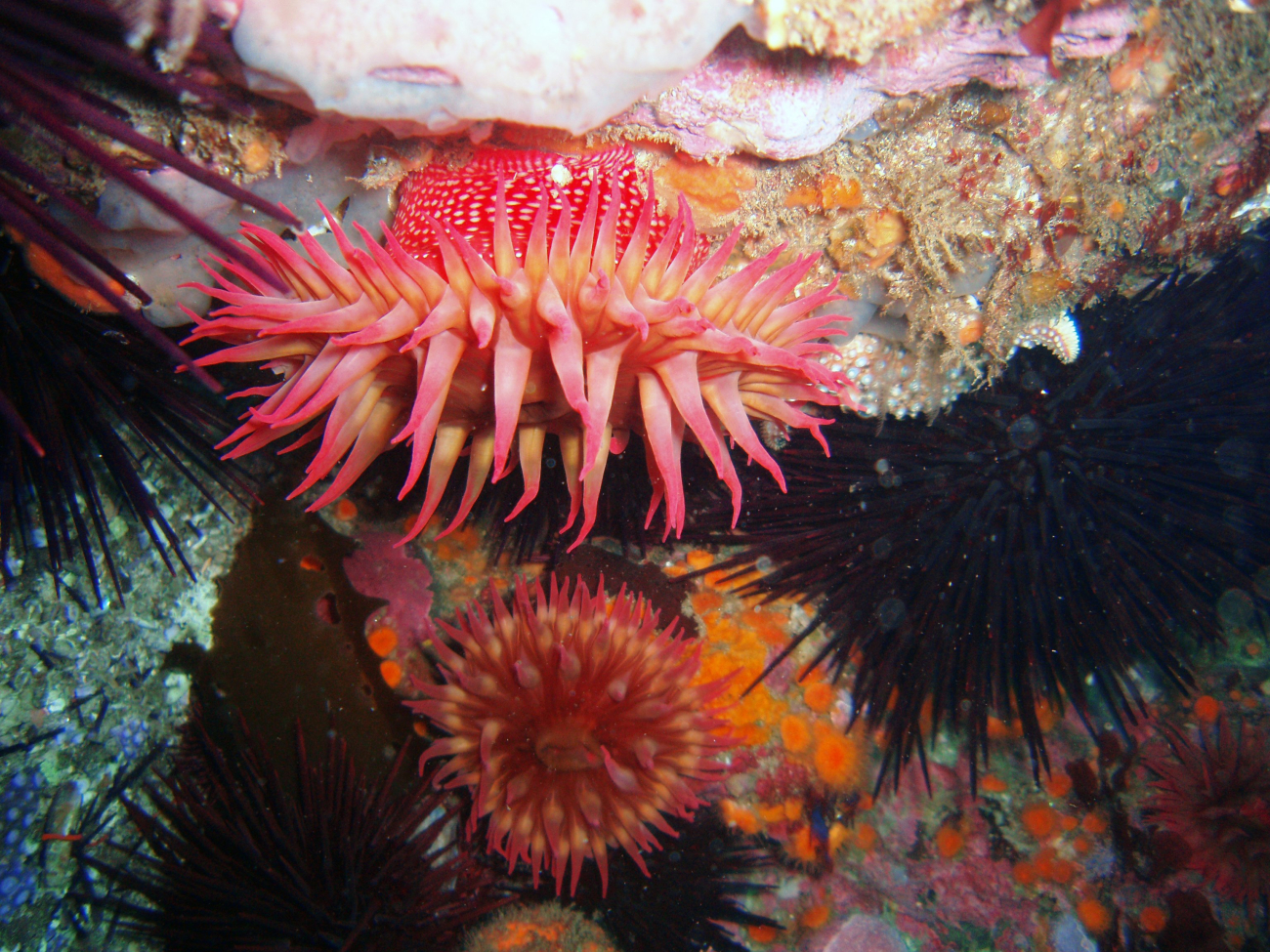 White-spotted anemones and numerous sea urchins