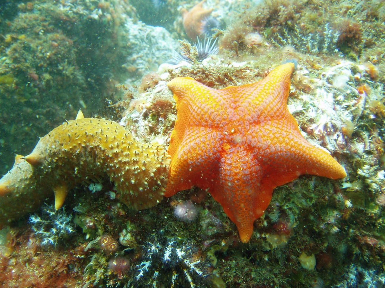 Bat star and large nudibranch