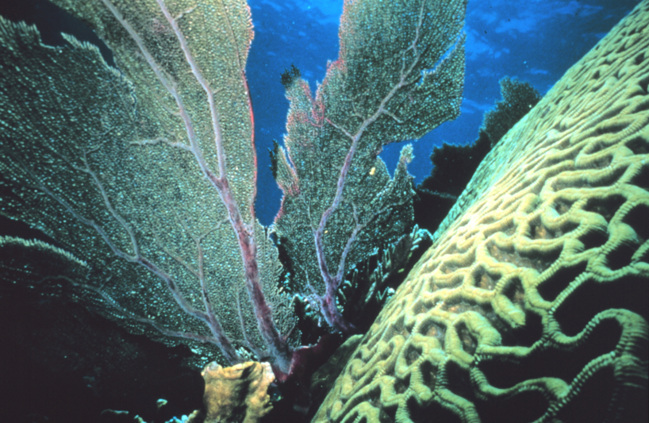 Brain coral and a sea fan