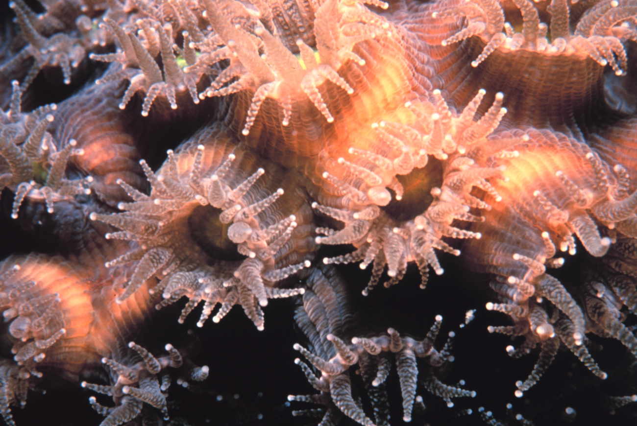 Coral polyps on Molasses Reef