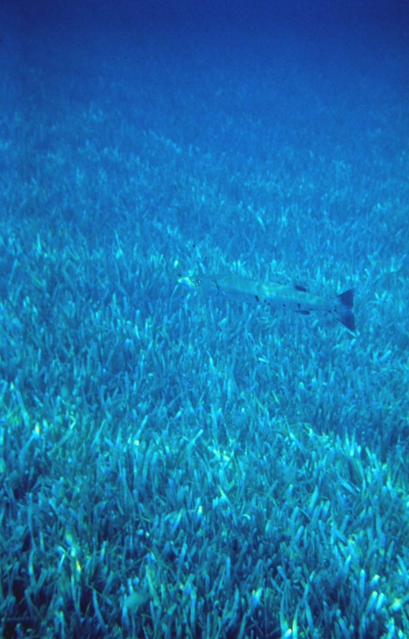 Healthy seagrass with a barracuda