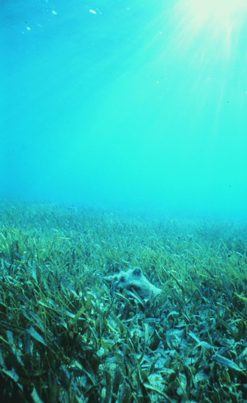 Healthy seagrass with a conch