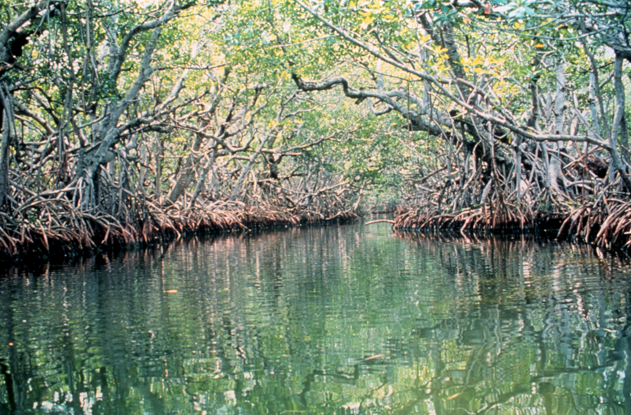 Mangrove swamps provide habitat for many creatures as well as protectthe coast from storm surge