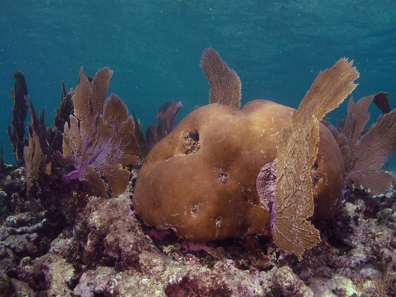 Massive starlet coral (Siderastrea siderastrea) and sea fans