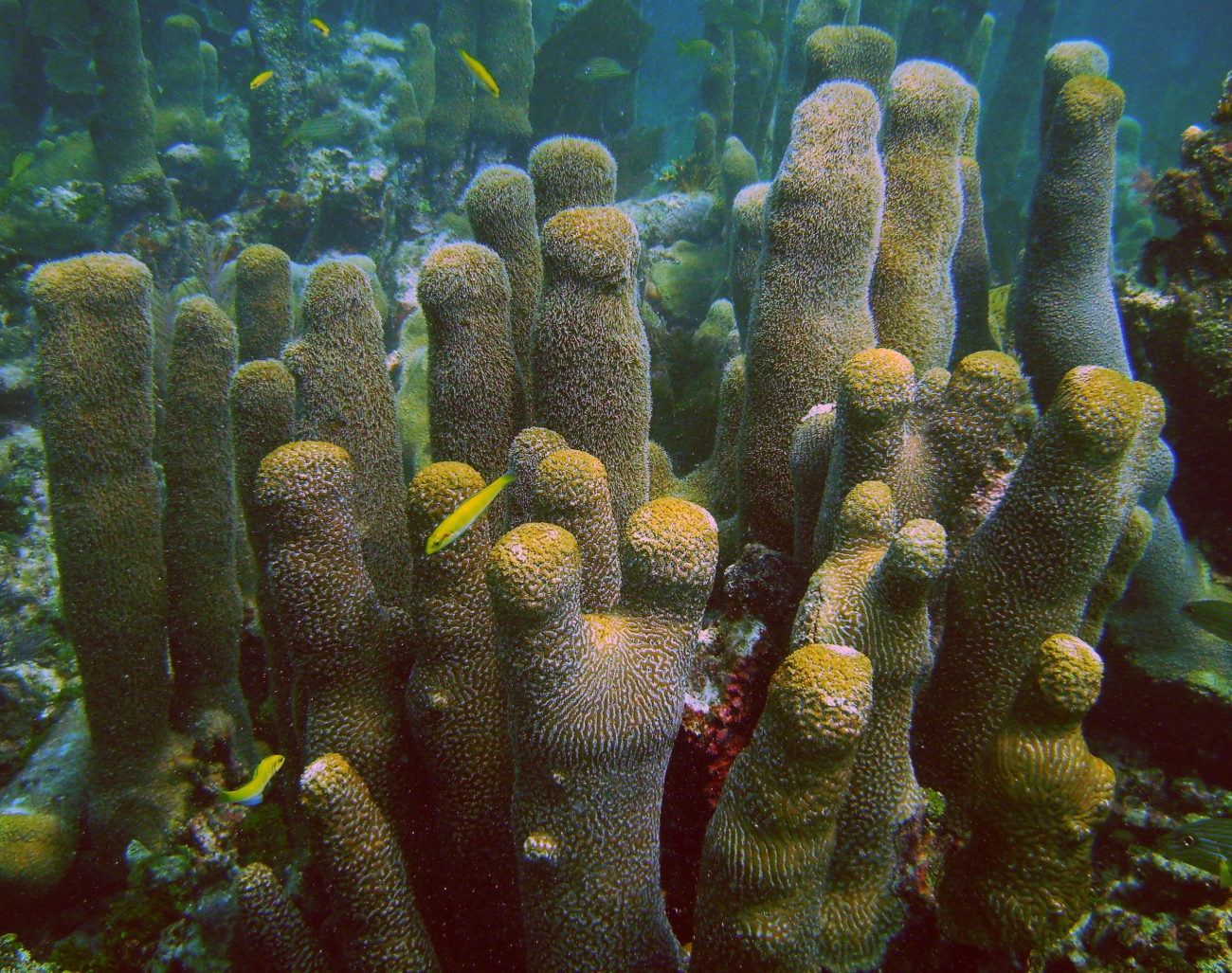 Pillar coral stand in the upper Keys with bluehead