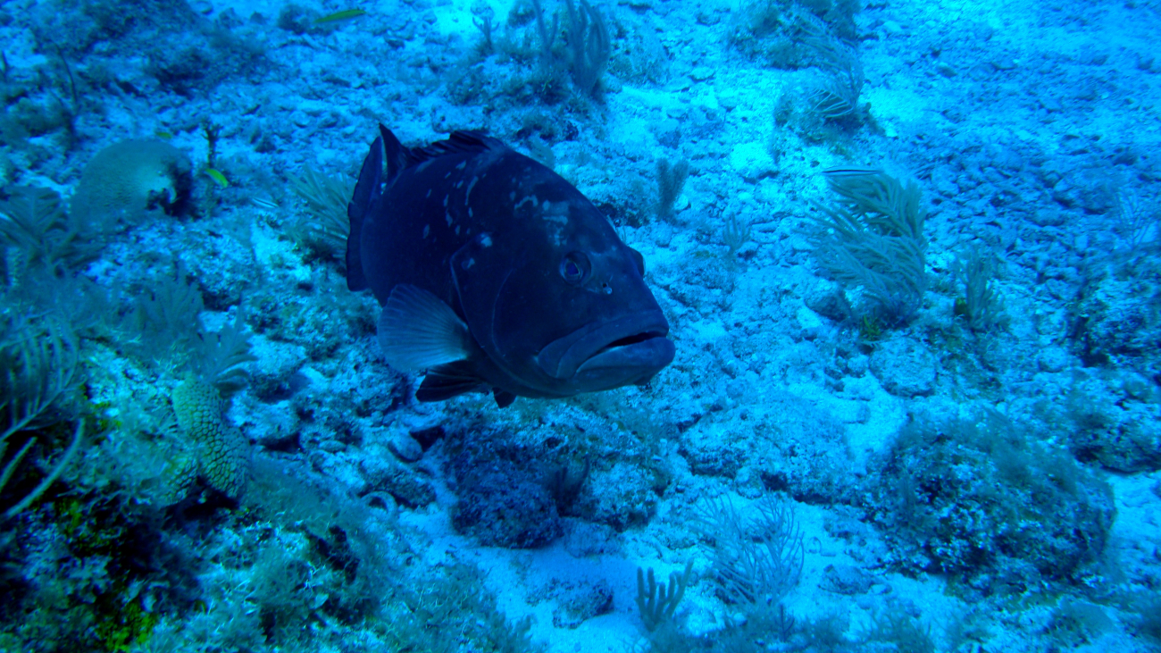 A red grouper cruising over the reef