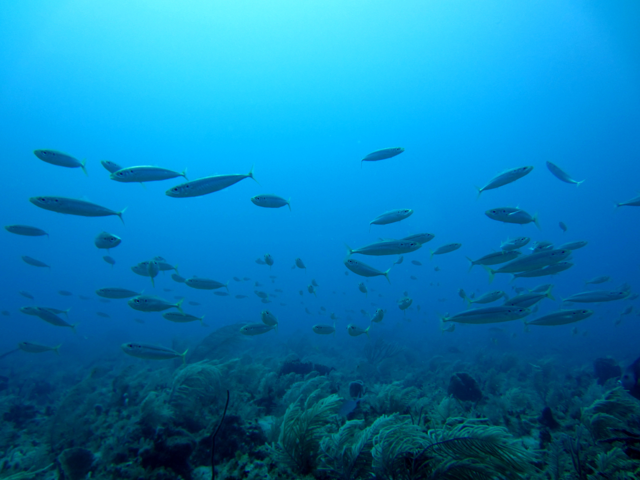 A school of mackerel scad - Decapterus macarellus