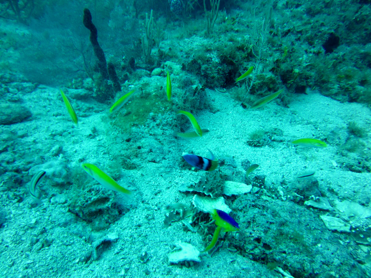 Blueheads, a beaugregorie, and other fish are seen milling about in this image