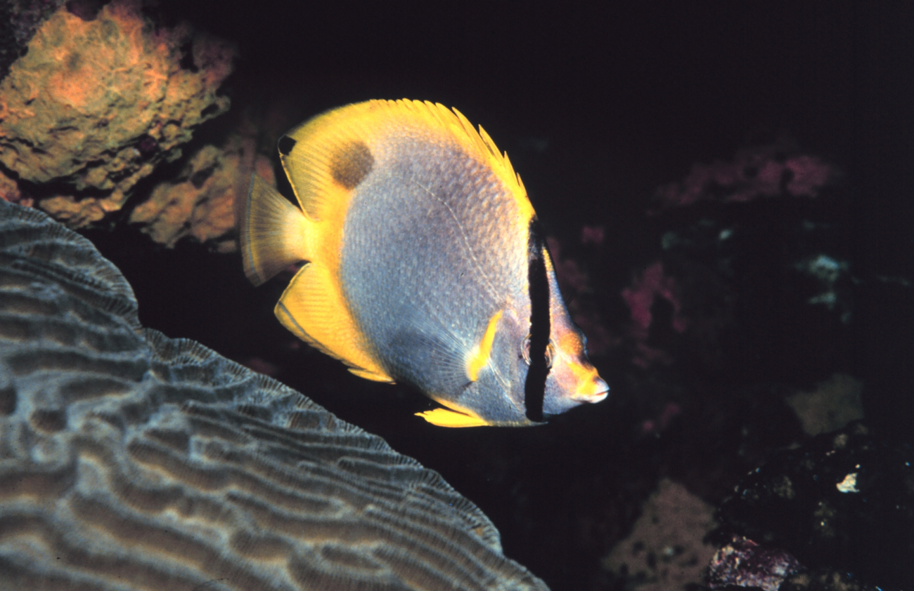 A Spotfin Butterfly Fish