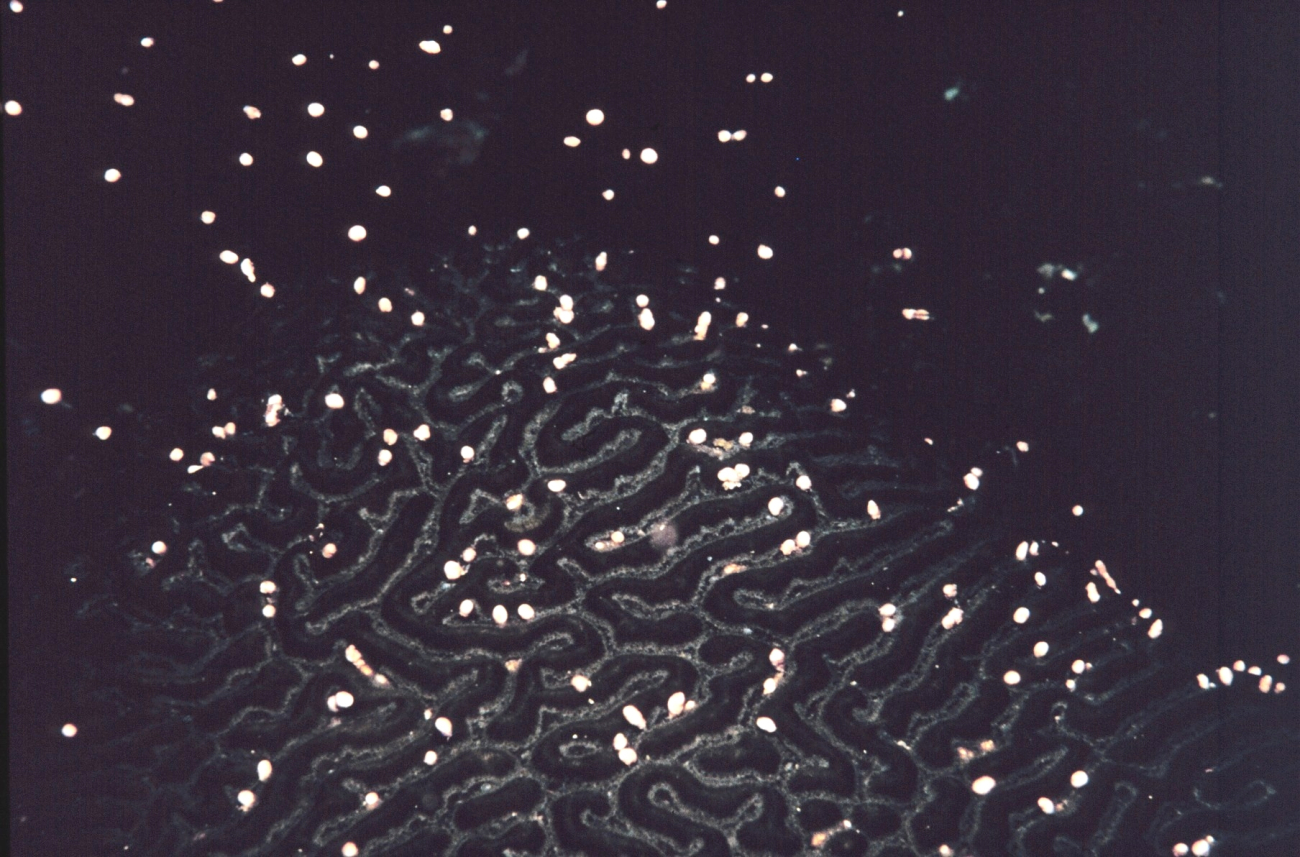 Brain Coral releasing egg/sperm bundles (spawning)