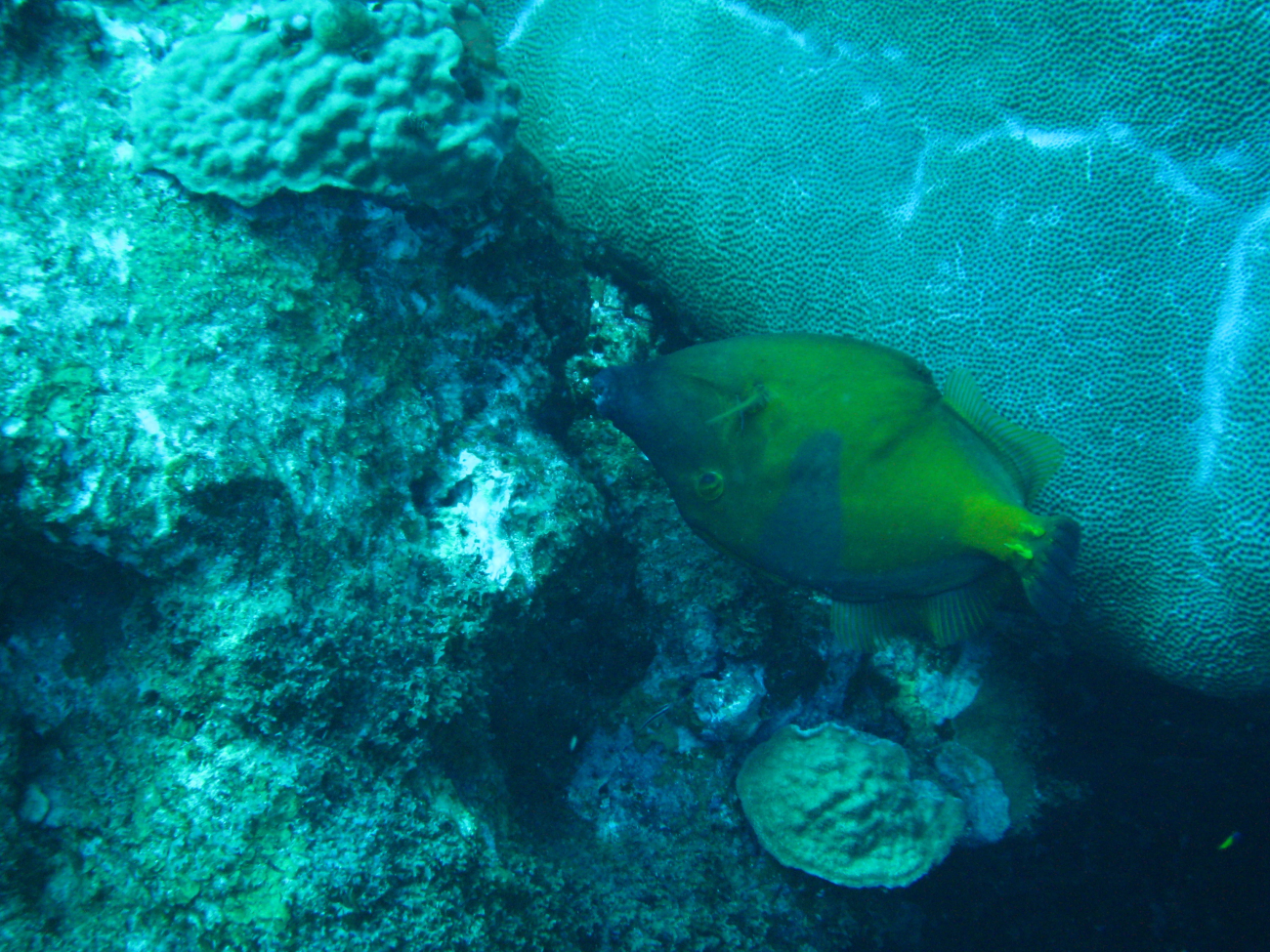 American whitespotted filefish swimming upside down