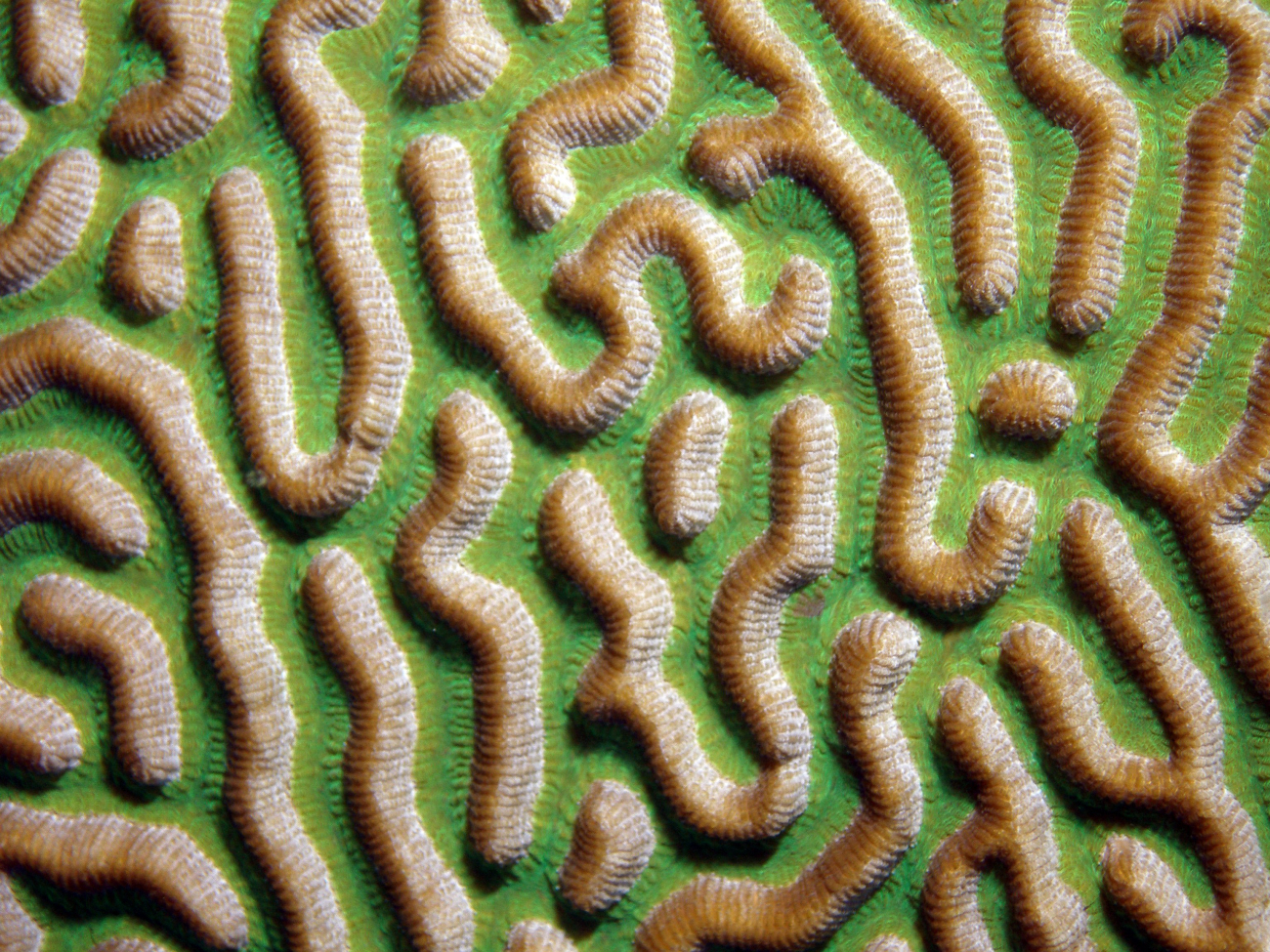This close-up image of symmetrical brain coral (Diploria strigosa) shows thegrooved surface of the coral which os one of its most defining features