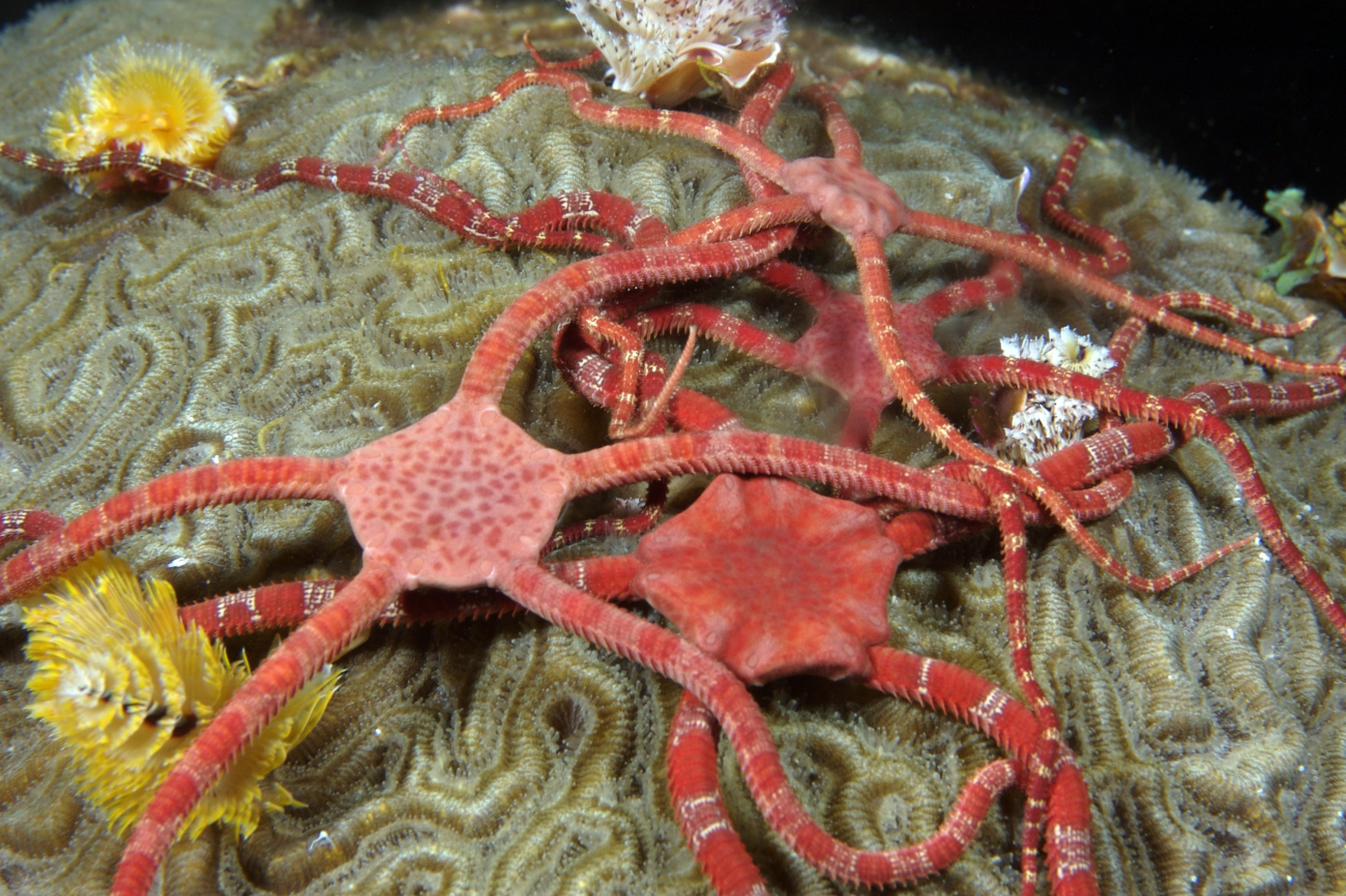A cluster of male ruby brittle stars (Ophioderma rubicundum) atop a brain coral
