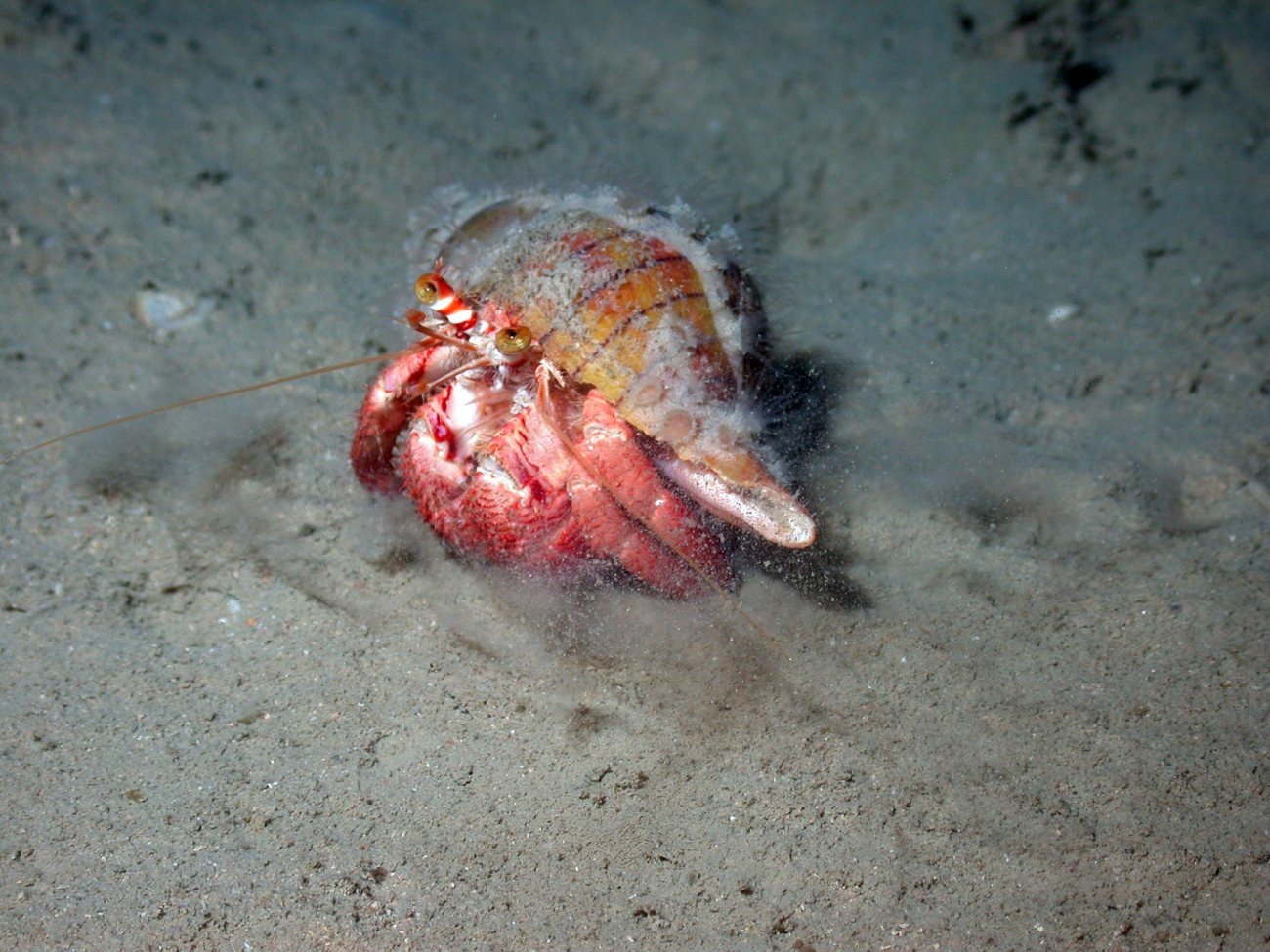 This hermit crab (Paguristes hernancortezi) was found scuttling across the seafloor in deeper areas of Flower Garden Banks NMS