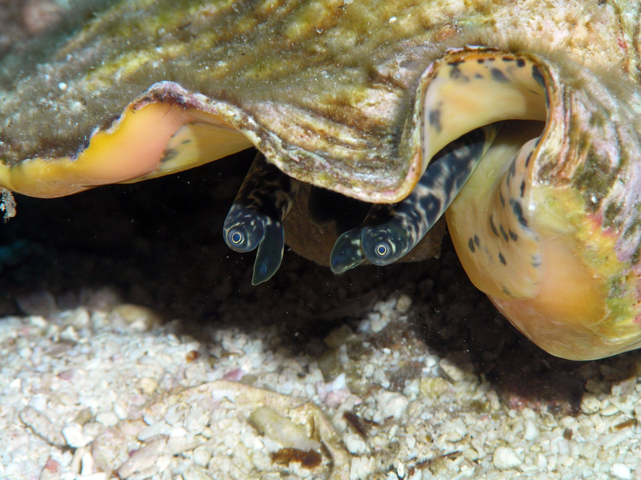 A close-up look at the eye stalks of a queen conch (Strombus gigas) observed ina sand flat at West Flower Garden Bank