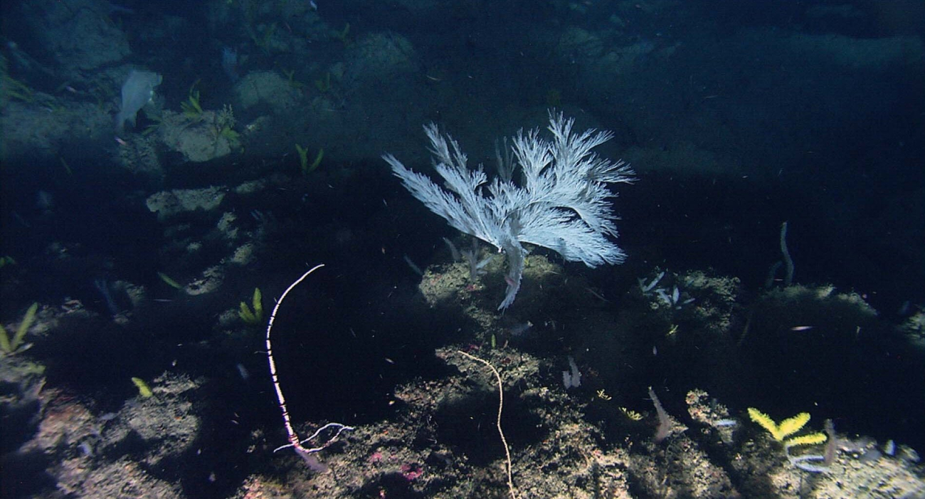 Black corals and octocorals are found in deep water communities in the vicinityof Flower Garden Banks