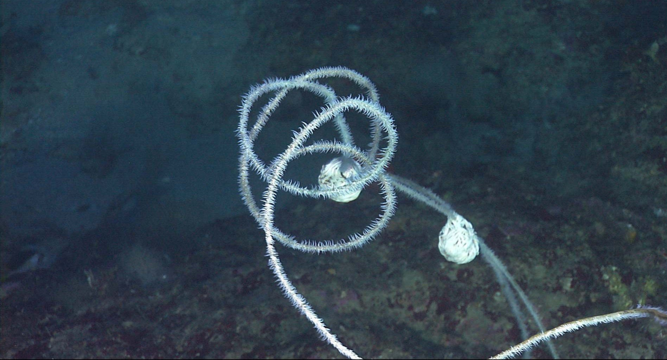Wire coral (Stichopathes leutkeni), a black coral, with two curled up basketstars attached in the deep water environment in the vicinity of Flower GardenBanks