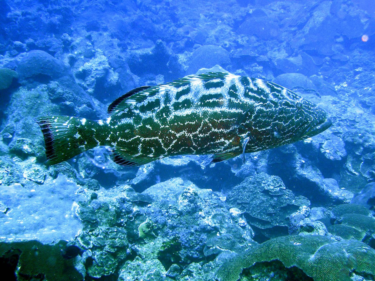 A large yellow mouth grouper swimming over