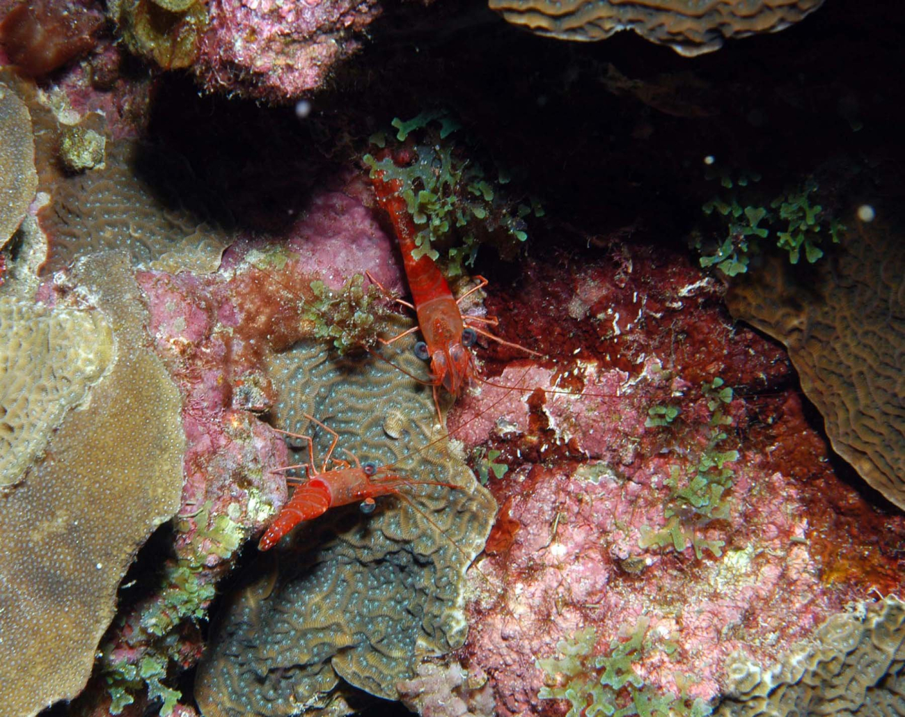 Two large red shrimp on a coral bottom