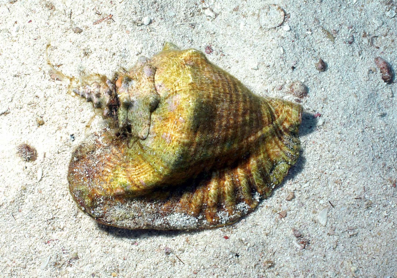 A queen conch (Strombus gigas) on a sandy seafloor habitat