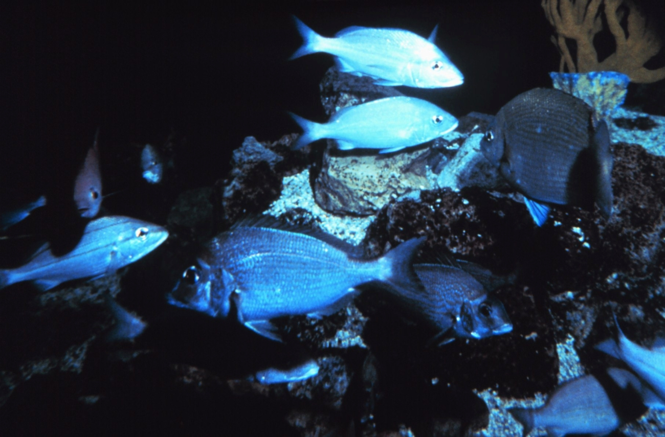 A mixed school of Porgy and other fish species